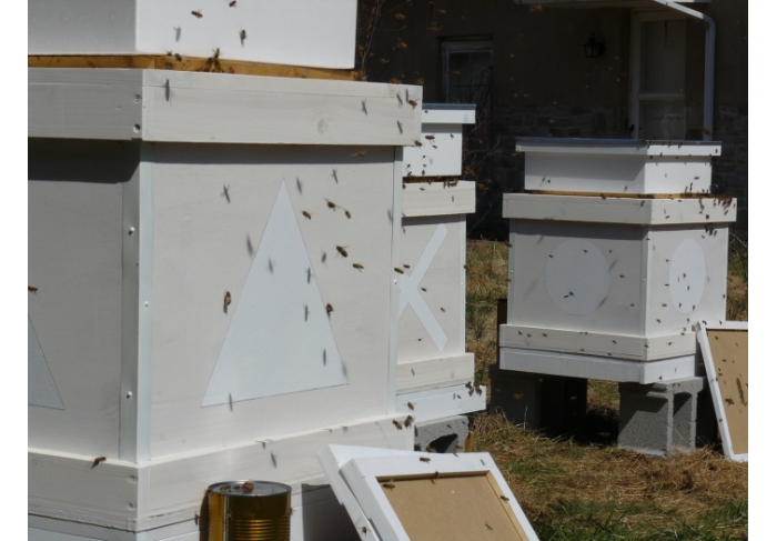 Daniel Lefcourt Programmed Hives (works in progress)